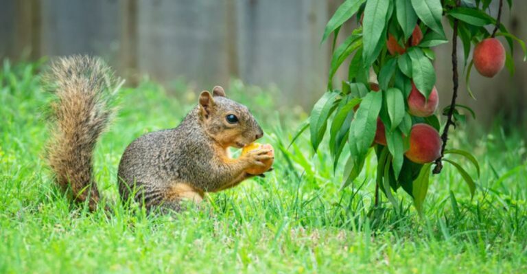 Scents That Squirrels, Chipmunks, And Other Michigan Garden Pests Hate