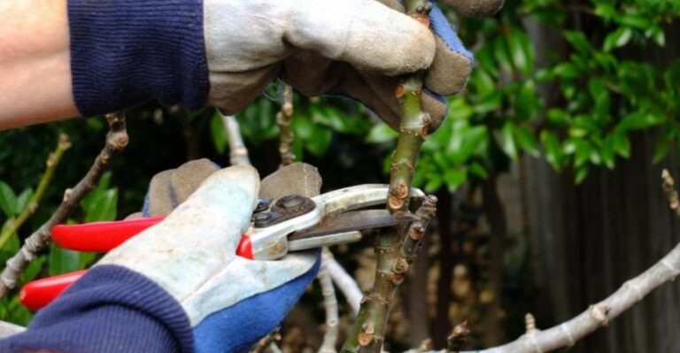 When To Prune North Carolina Fig Trees For Stronger Growth