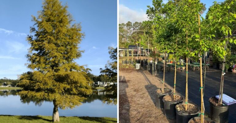 The Best Texas Trees To Plant In October While Nurseries Are Fully Stocked