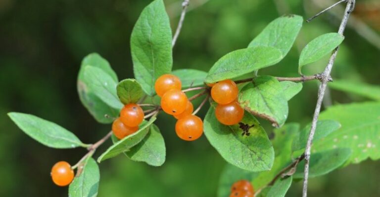 Red Berries Filling An Ohio Woodland Edge? Check For Invasive Bush Honeysuckle