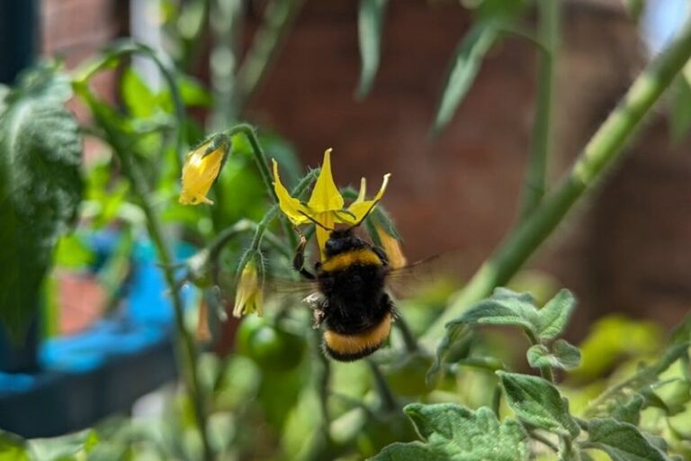 Only One Bee Can Shake Your Arizona Tomatoes Into Fruit — Here’s How To Draw It In