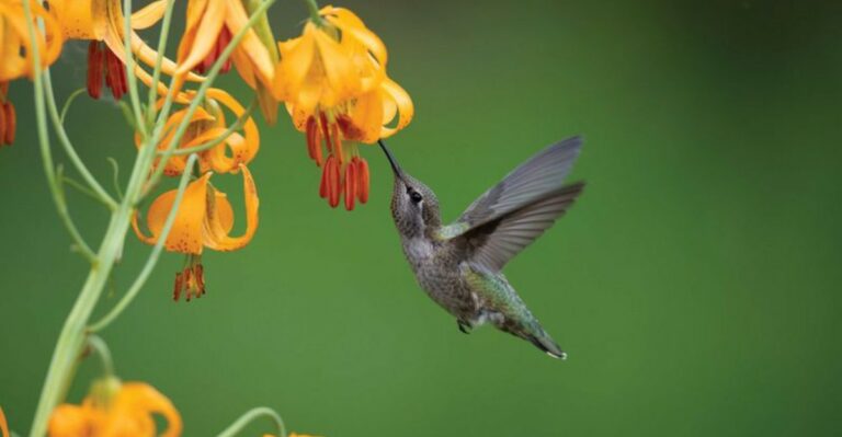 How North Carolina Gardeners Can Protect Hummingbirds From Common Yard Pests