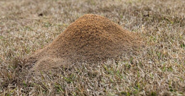 September Is One Of The Best Times To Tackle Fire Ants In Georgia Yards
