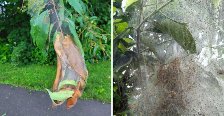 These Large Caterpillar Nests Can Suddenly Appear In Georgia Trees This September
