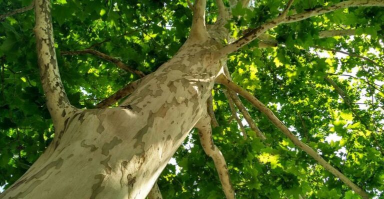 What Peeling Bark On Georgia Sycamore Trees Really Means