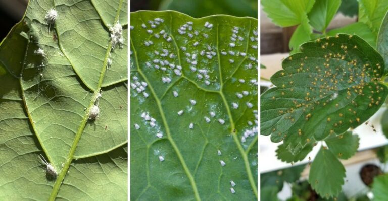 9 Pests Hitchhiking On Your Plants Before You Bring Them Inside