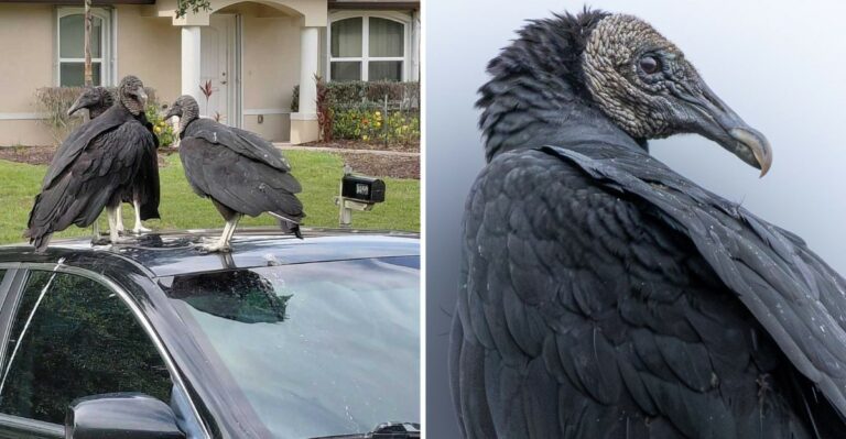 Why Kentucky Black Vultures Are Peeling Rubber Off Parked Cars