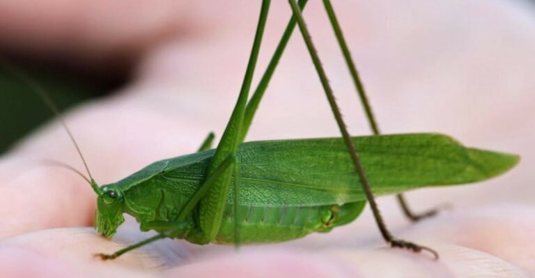 Why Katydids Get Loud In Ohio Yards Right Before The First Frost