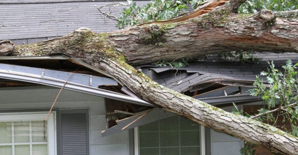 fallen tree on house roof