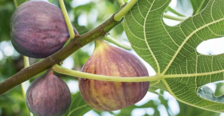 The Best Cold Hardy Fig Varieties For Growing Through North Carolina Winters