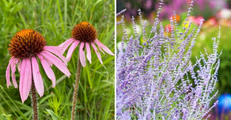 Easy-To-Grow Perennials Every Lazy Pennsylvania Gardener Needs