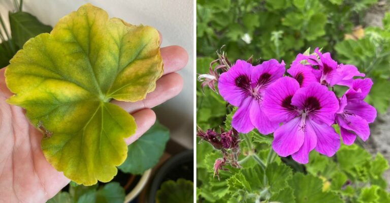 The Real Reason Your North Carolina Geraniums Are Turning Yellow