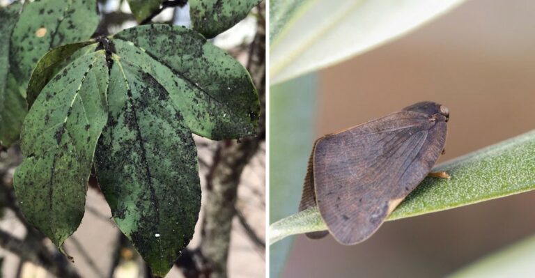 This New Invasive Insect Is Showing Up On Georgia Landscape Plants