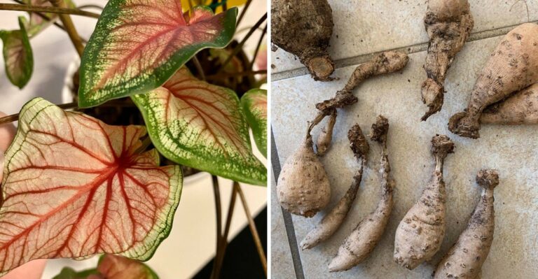 What Ohio Gardeners Can Save Before The First Frost (And What Isn’t Worth The Trouble)