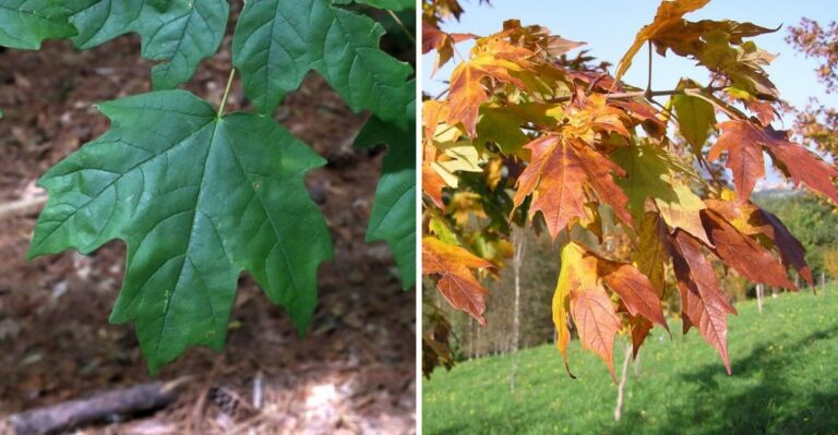 The Florida Native Tree Serious Homeowners Are Choosing This September That Big Box Stores Almost Never Stock