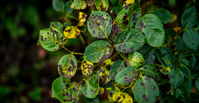 The Oregon Rose Cleanup Mistake That Carries Black Spot Into Next Spring