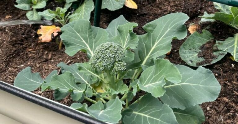 What Those Holes In Newly Planted North Carolina Broccoli Are Telling You