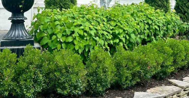 privacy screen shrubs arranged in a front yard