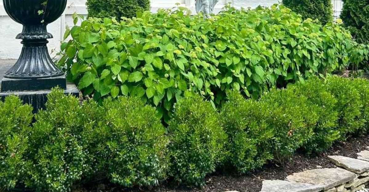 privacy screen shrubs arranged in a front yard