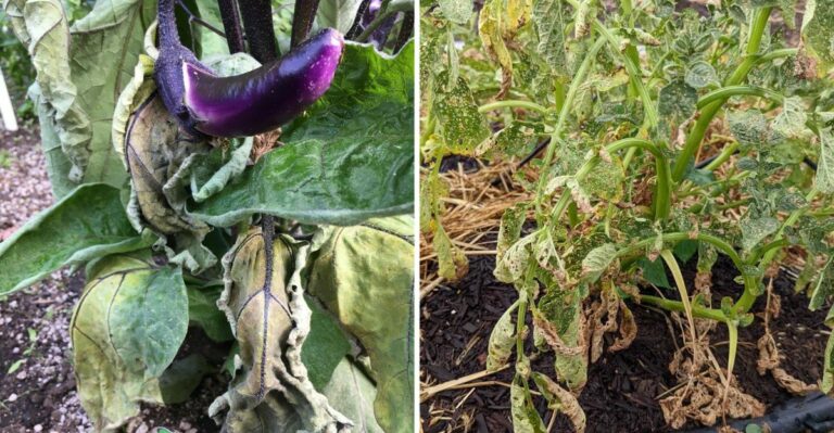 8 Plants That Struggle Beneath A Missouri Black Walnut