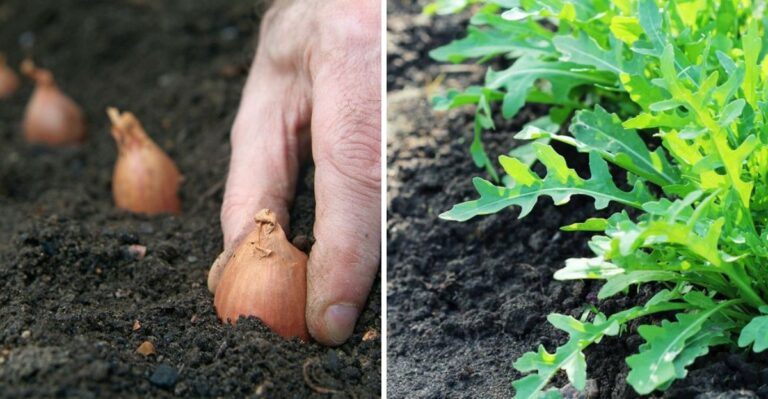 These Pennsylvania Vegetables Can Still Be Planted In October For A Cool-Season Harvest
