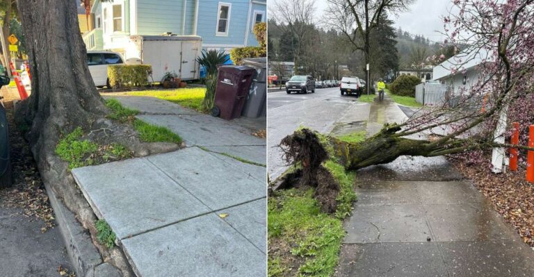 Can Oregon Homeowners Remove A Street Tree That Is Damaging A Sidewalk?