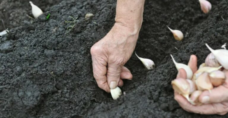 What California Gardeners Should Know Before Planting Garlic This Fall