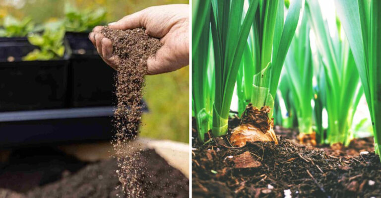 Connecticut’s September Bulb-Buying Window Closes Faster Than Most Gardeners Realize