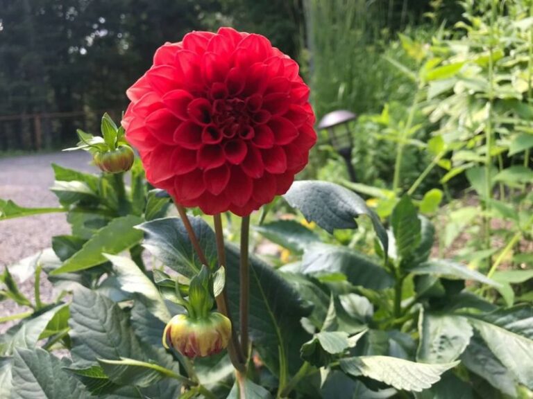 Wisconsin gardeners are stashing these 8 dahlias and cannas indoors before frost turns them to mush