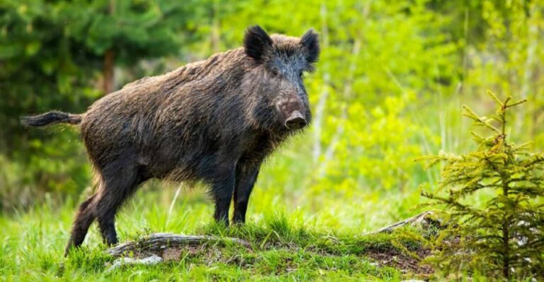 What Feral Hogs Rooting Through A Florida Yard Are Actually After