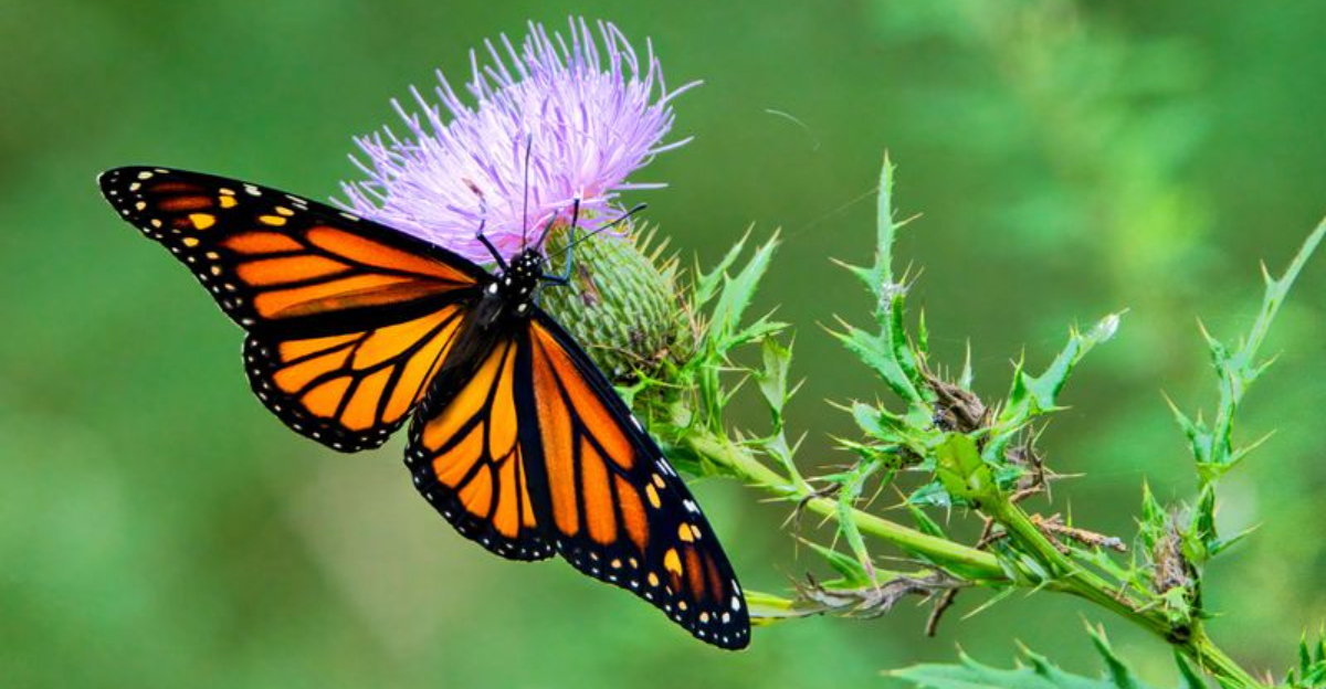 monarch butterfly on pink flower