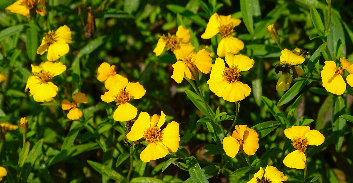 Tarragon flower blooming during summer season