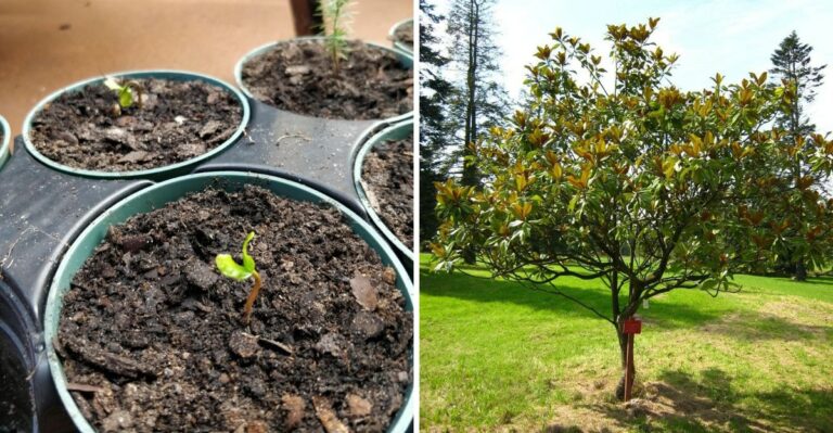 How To Start A Southern Magnolia From Seed In Georgia This October