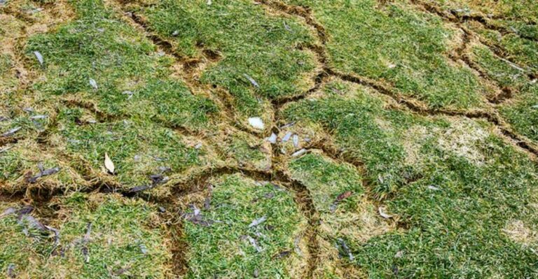 8 Signs Voles Are Tunneling Under Your Lawn Before Winter