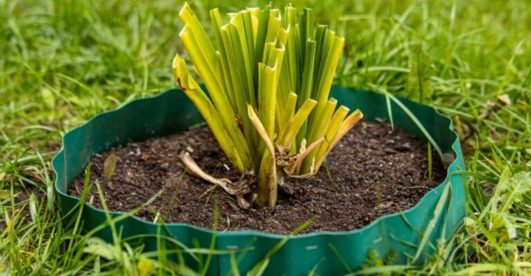 Why Ohio Gardeners Cut Back Perennials In October (And Which To Leave)