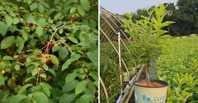 The Reasons To Plant Spicebush In Your Texas Yard And How To Get One Started This Fall