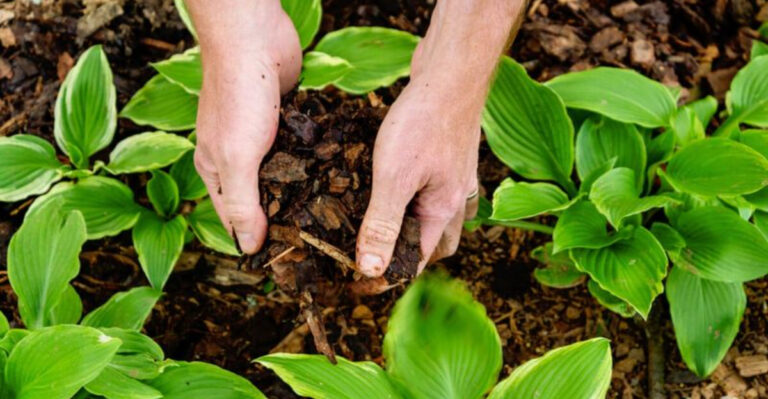 What North Carolina Hostas Need In September Before They Disappear For Winter