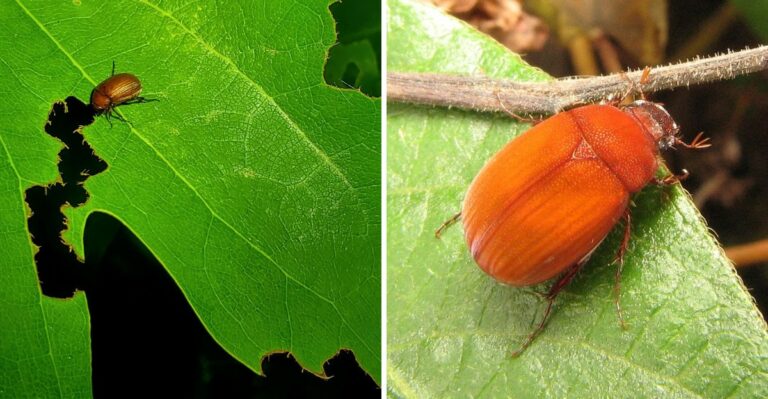 A New Chestnut Colored Beetle, New To Minnesota, Is Turning Up In Gardens