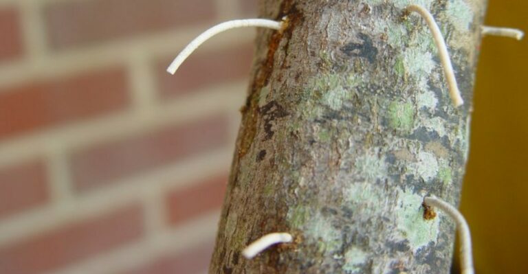 A Tree-Damaging Fungal Disease Is Quietly Spreading Through Tennessee Backyards