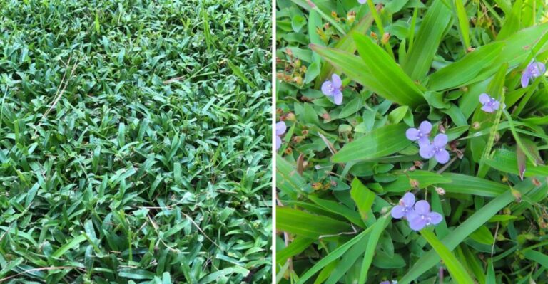 This Invasive Weed Is Spreading Through Texas Lawns Faster Than Nutsedge