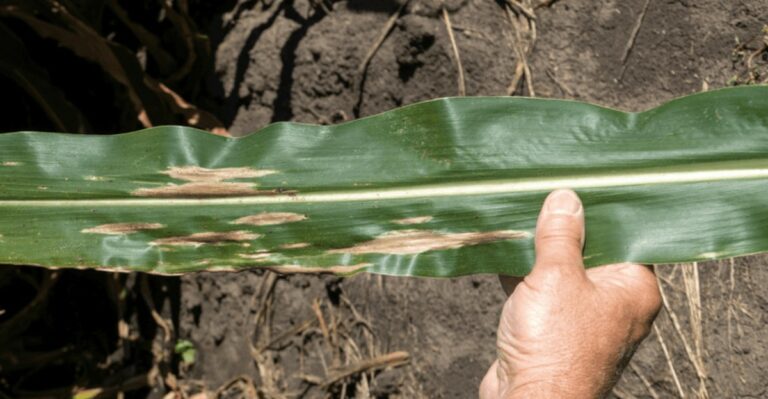 The Corn Disease Spreading Across Michigan Counties Backyard Growers Should Know About