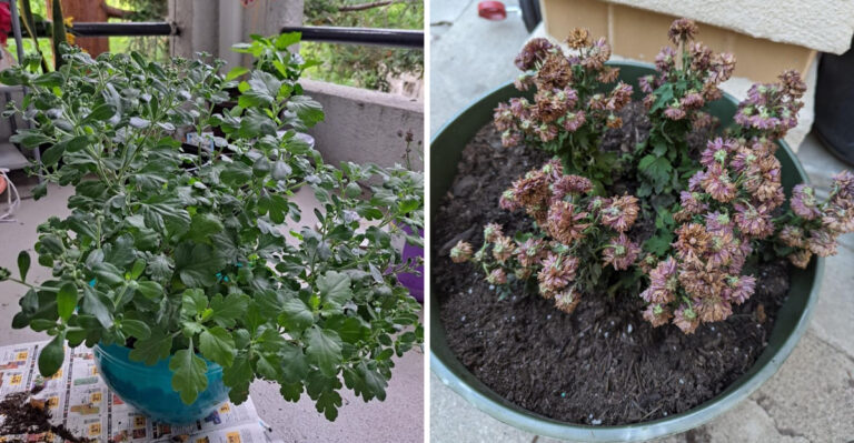 9 Reasons Your Mums Are Losing Their Blooms Faster Than They Should
