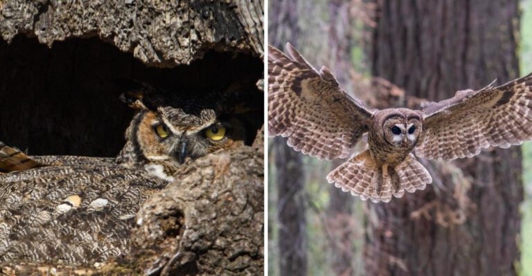 The Reason California Owls Go Silent For Weeks At A Time