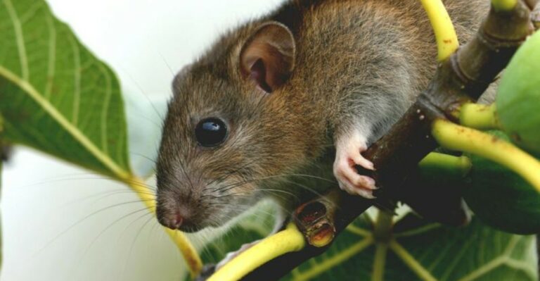 The Florida Fall Yard Cleanup Habit That Hands Rats A Winter Home