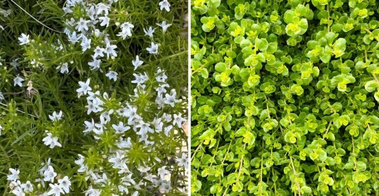The California Groundcovers That Make Fall Yard Care Easier