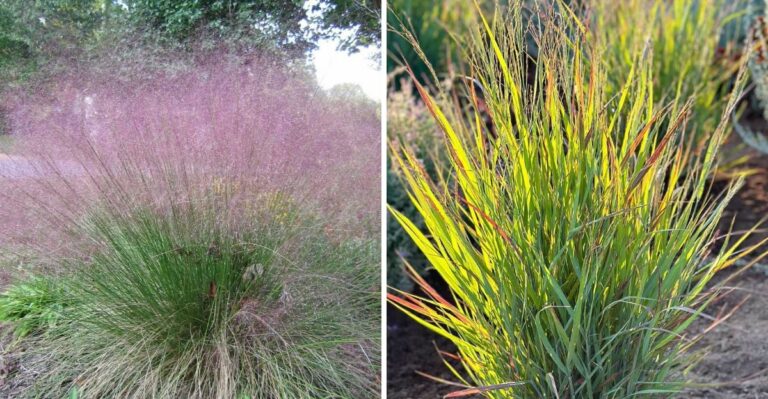 The Virginia Ornamental Grasses Showing Off Their Best Fall Color Right Now