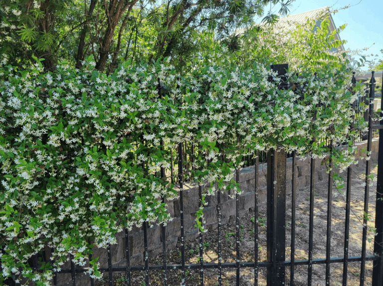 Why Arizona Homeowners Are Growing Star Jasmine Along Their Fence For Shade-Loving Fragrance