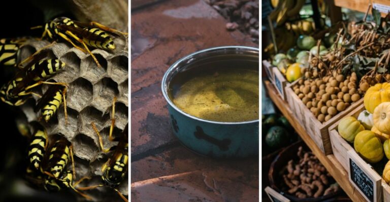 Why You’re Seeing So Many Yellowjackets In Late Summer, And What Attracts Them To Your Yard