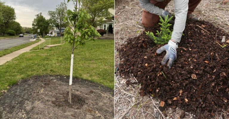 Can Oregon Gardeners Still Plant Trees Once The Fall Rains Start?