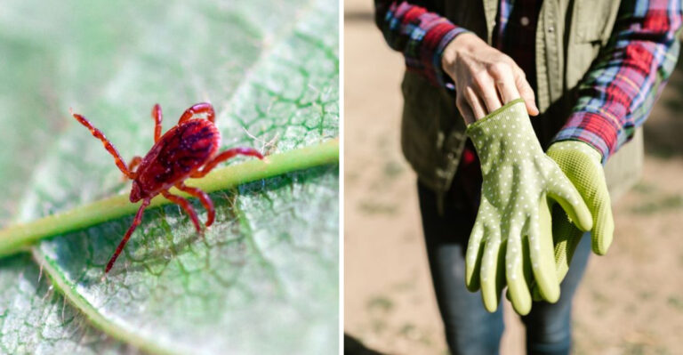 Tiny Invisible Bites Are Showing Up In Tennessee Backyards, And Nobody Can See What’s Causing Them